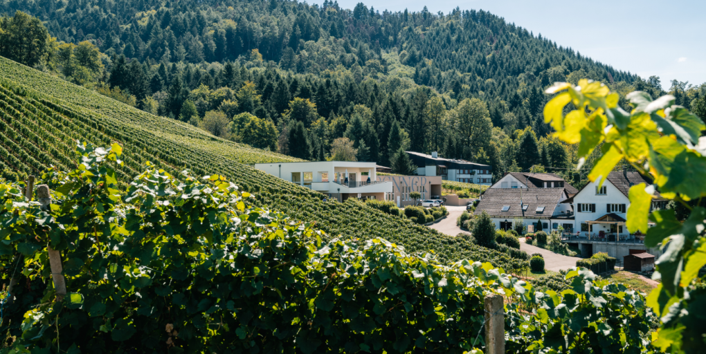 3 Brüder - ein Weingut - eine Leidenschaft